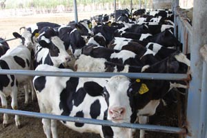 lewin����-(�й�)���޹�˾�ٷ���վ