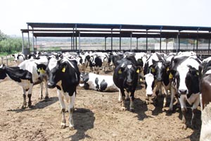 lewin����-(�й�)���޹�˾�ٷ���վ