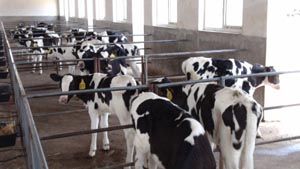 lewin����-(�й�)���޹�˾�ٷ���վ